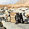 Hikmicro Habrok HQ50L Pro Thermal Binoculars 640x512 CMOS IR 940nm LRF